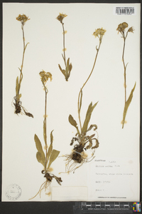 Senecio lugens image