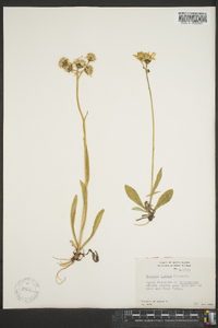 Senecio lugens image