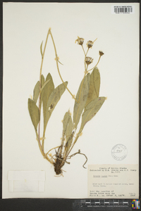 Senecio lugens image