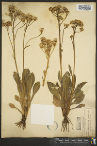 Senecio lugens image