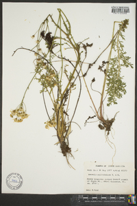 Senecio millefolium image