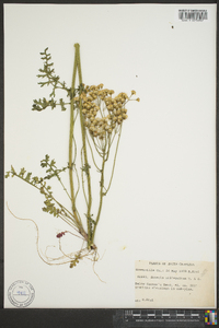 Senecio millefolium image