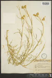 Senecio flaccidus var. monoensis image