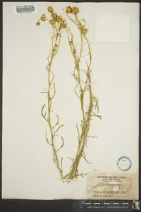 Senecio flaccidus var. monoensis image