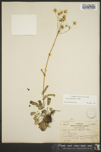 Packera obovata image