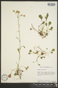 Packera obovata image