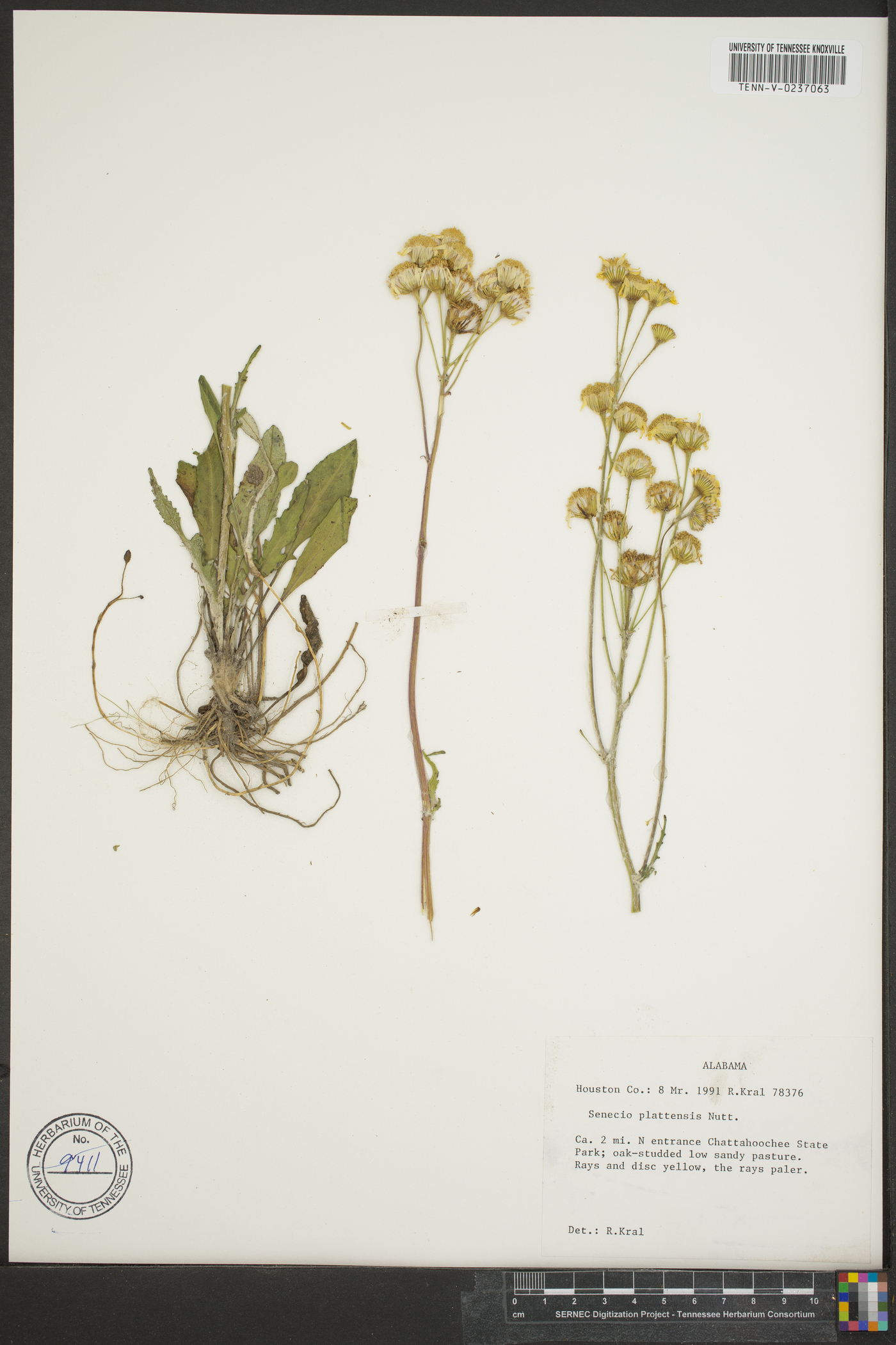 Packera plattensis image