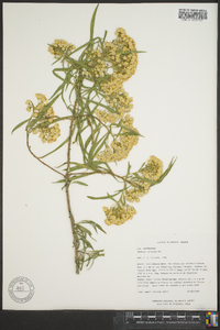 Barkleyanthus salicifolius image