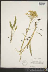 Packera anonyma image