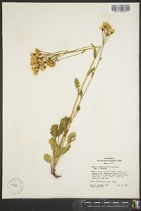 Packera streptanthifolia image