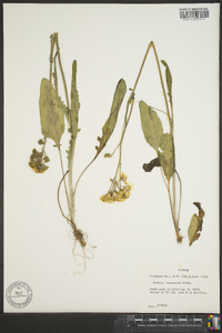 Packera tomentosa image