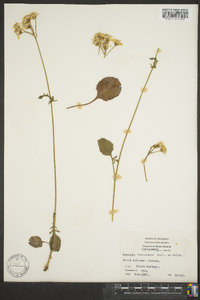 Packera tomentosa image