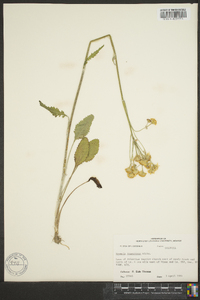 Packera tomentosa image