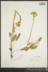 Packera tomentosa image