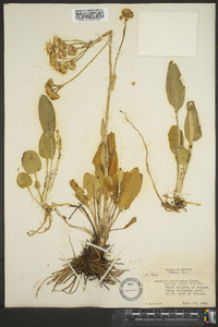 Packera tomentosa image