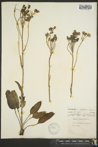 Packera tomentosa image