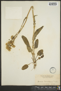 Packera tomentosa image