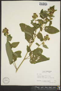 Arctium minus image