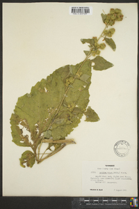 Arctium minus image