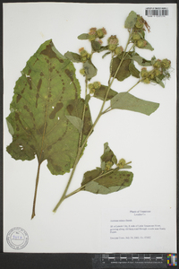 Arctium minus image