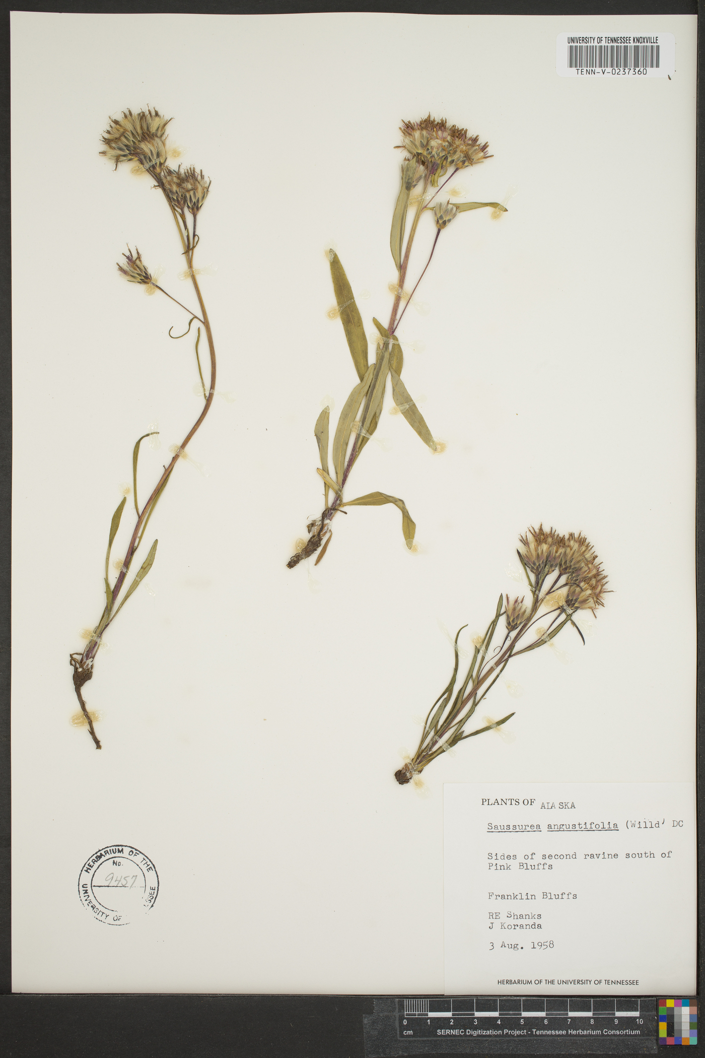 Saussurea angustifolia image