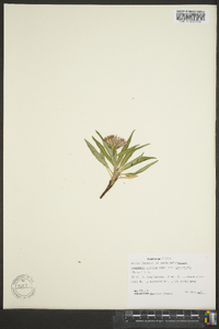 Saussurea viscida var. yukonensis image