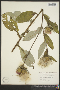 Cirsium altissimum image