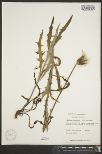 Carduus lecontei image