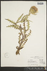 Carduus spinosissimus image