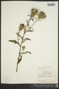 Cirsium altissimum image