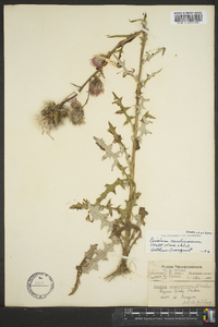 Cirsium carolinianum image