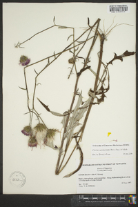 Cirsium carolinianum image