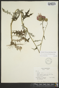 Cirsium carolinianum image