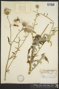 Cirsium carolinianum image