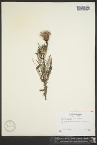 Cirsium discolor image