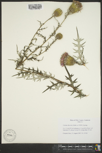 Cirsium discolor image