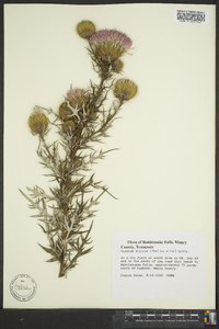 Cirsium discolor image