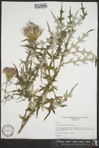 Cirsium discolor image