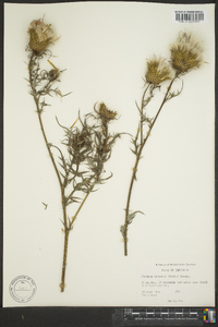 Cirsium discolor image