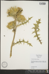 Cirsium horridulum image