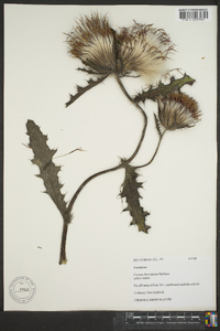 Cirsium horridulum image