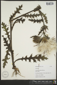 Cirsium horridulum image