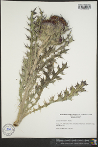 Cirsium horridulum image