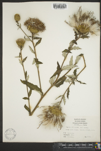 Cirsium altissimum image