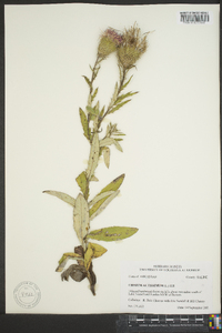 Cirsium altissimum image