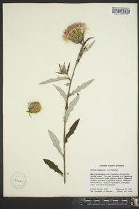 Cirsium altissimum image