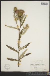 Cirsium altissimum image