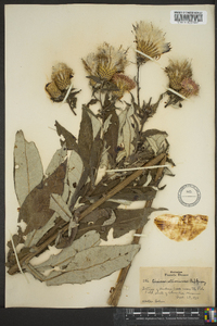 Cirsium altissimum image