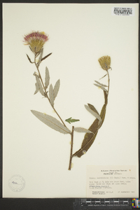 Cirsium carolinianum image