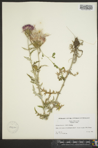 Cirsium discolor image